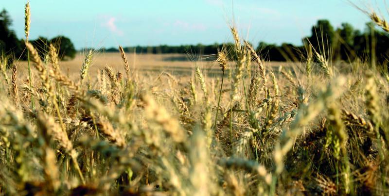 La production de céréales progresse régulièrement, mais les agriculteurs doivent composer avec des risques climatiques
amenés à s'amplifier.