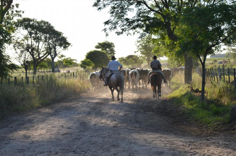 Le cheval reste un outil travail traditionnel dans les immenses exploitations - plusieurs milliers d'hectares - argentines. Mais l'élevage recule aujourd'hui au profit des cultures.