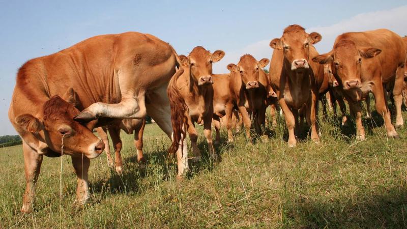 L'année passée a été marquée par des prix de la viande bovine historiquement hauts, ce qui n'a pas incité les éleveurs
à signer des contrats.