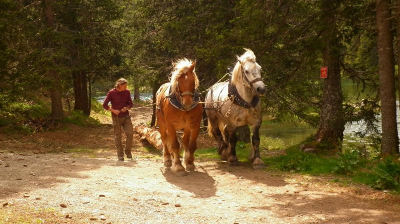 Florent Dalloz avec son Comtois et son Percheron. «Dans l’association tous les chevaux répondent aux mêmes ordres. On peut donc utiliser les animaux d’autres débardeurs».