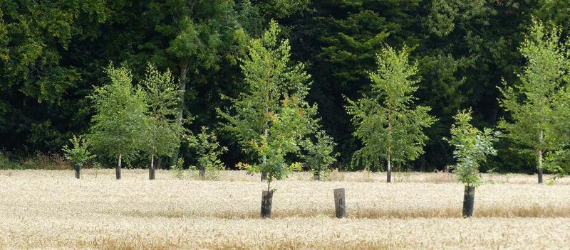 L'Agroforesterie fait partie des outils à développer selon Bruxelles pour séquestrer davantage de carbone.