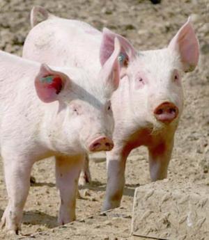 La réapparition de la peste porcine africaine, notamment en Allemagne, est source d’incertitudes.