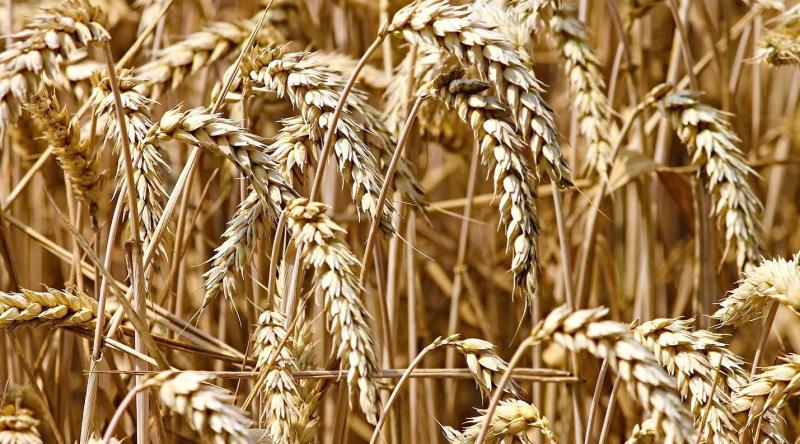Le principal exportateur de blé qu'est la Russie «a besoin viscéralement d'exporter des matières premières», d’après François Luguenot, analyste sur les marchés céréaliers.