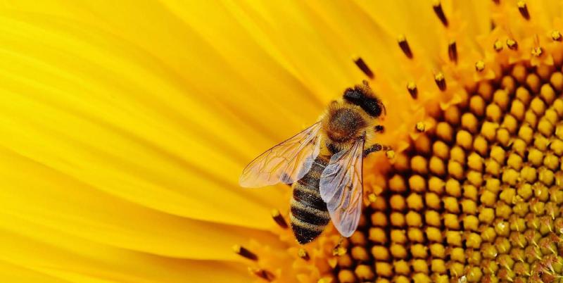 La FNSEA et les JA dénoncent une surtransposition des règles communautaires et l'insuffisance des moyens financiers pour mettre en oeuvre les objectifs du plan pollinisateurs et de l'arrêté abeilles.