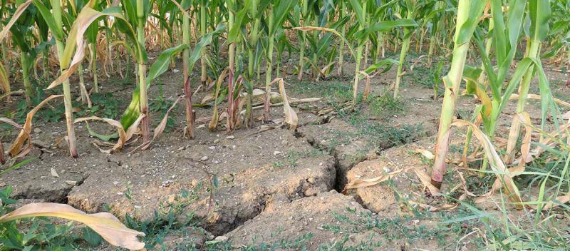 Les agriculteurs d’Europe manqueront d’eau : les périodes sèches dureront en moyenne cinq mois par an, contre trois mois aujourd’hui.