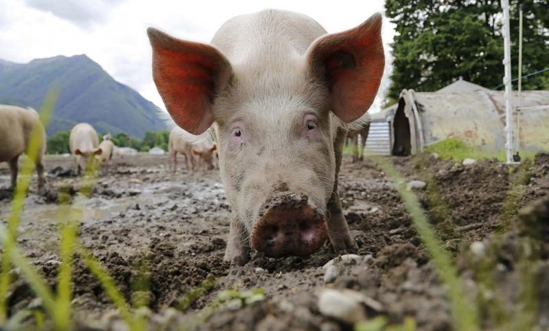Selon la coopération agricole, la production porcine bio représente 30 à 40 % de volume en trop.