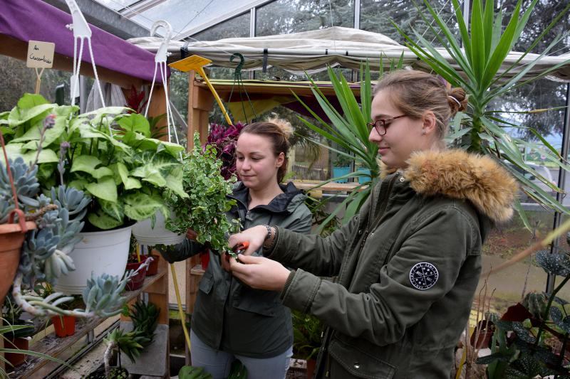Anne-Sophie et Honorine, en février, taillent et prélèvent
des boutures dans la serre à cactées (plantes grasses), la seule serre chauffée au lycée horticole Gaston Chaissac de Niort.