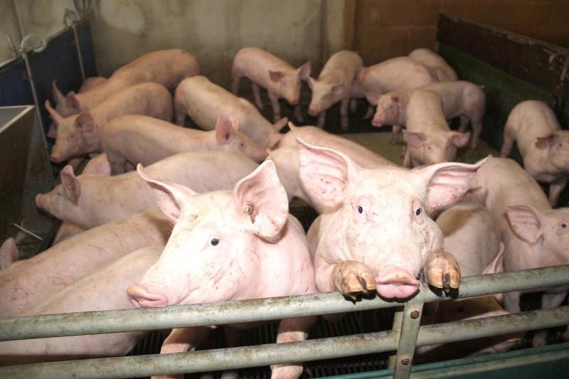 Avec 576 1000 porcins et une production de 1,1 million de porcs en 2017 (soit 4,3 % de la production nationale), les Hauts-de-France représentent la cinquième région française productrice de porcs.