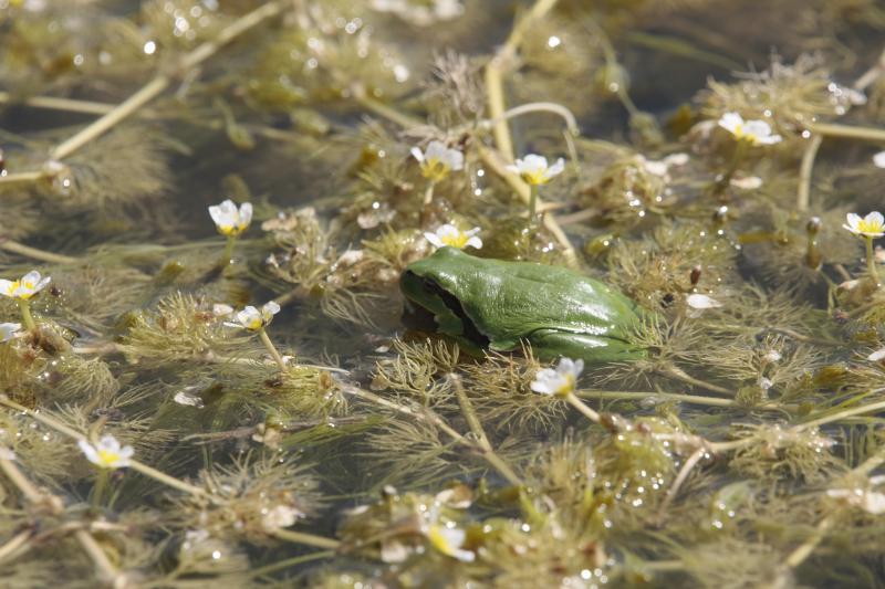 Rainette verte et renoncules aquatiques. © Damien Top