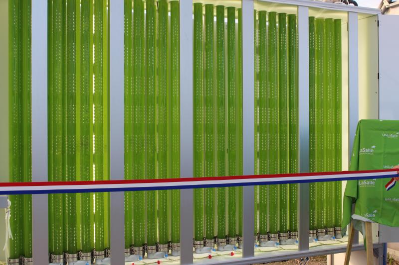 Une première méthode pour cultiver des algues, en circuit fermé, dans un photo bio-réacteur. © DLC
