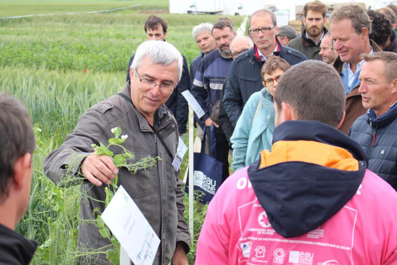 Gilles Salitot, conseiller bio à la CA60, montre les variétés de pois. © Dorian Alinaghi