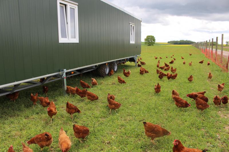 Les poules picorent la prairie et se mettent à l'abri des intempéries ou du soleil sous le poulailler mobile. © DLC