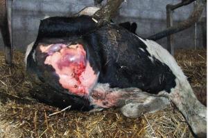 UNE VULVE TRÈS TUMÉFIÉE et bleue par endroits.
