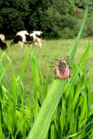 Les principales maladies dangereuses pour les élevages bovins sont l’ehrlichiose, la piroplasmose ou l’anaplasmose.
