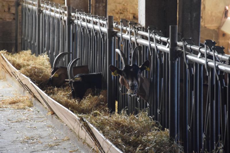 « Si le prix du lait ne suit pas,
il faudrait au moins arriver
à valoriser tous les coproduits
de l'élevage », estime Sophie Espinosa, directrice de la Fédération nationale des éleveurs de chèvres.