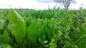 Les vertus antiparasitaires des plantes à tanins pâturées restent à démontrer.