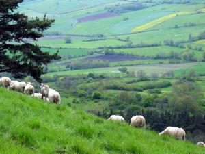 Létymologie du terme « transhumance » révèle deux informations : « trans » (au-delà) et « humus » (le pays) car le voyage quil désigne conduit au-delà du territoire dorigine. La transhumance désigne en effet le déplacement saisonnier dun troupeau en vue de rejoindre une zone où il pourra se nourrir.