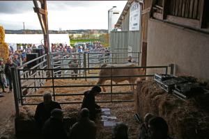 Orio, issu du Lycée agricole de Challuy, a obtenu la meilleure enchère à 4 350 euros.