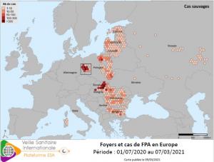 La progression de la fièvre porcine en Europe est inquiétante pour la filière porcine. Au 15 mars 2021, 812 cas répartis dans 4 secteurs ont été recensés en Allemagne, tous sur des sangliers. Mais la menace est plus globale, puisqu’un simple sandwich abandonné sur une aire de repos et consommé par un sanglier peut permettre la création d’un foyer partout en Europe.
