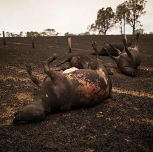 La ministre de l�Agriculture, Bridget McKenzie, recommande aux &eacute;leveurs de photographier leur b&eacute;tail mort et bless&eacute; pour les r&eacute;clamations d�assurance.