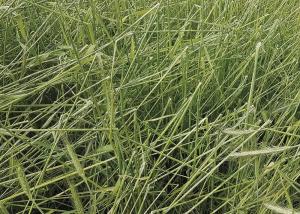 Chaudeyrac et Casagnas ont la semaine dernière été frappés par la grêle. Des orages localisés qui ont endommagé les parcelles d’agriculteurs.