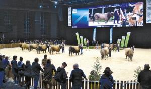 400 animaux, 44 structures partenaires privés et huit collectivités : le National Aubrac au Sommet de l'élevage a laissé de grands souvenirs.