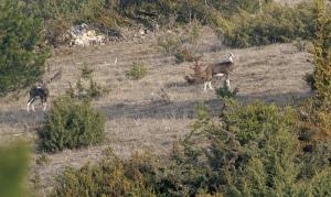 C'est un tracas supplémentaire sur les bords des gorges du Tarn. Le mouflon, réintroduit dans les années 70, est bien implanté dans deux noyaux près de Sainte Enimie et des Vignes jusqu'à faire désormais partie du quotidien des agriculteurs du causse de Sauveterre.