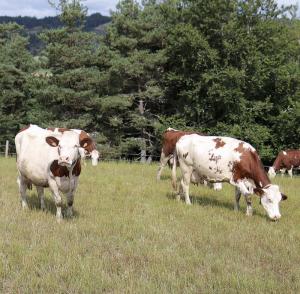 Les consortiums PâturNet et GrassMan, fin 2019, ont décidé de se rapprocher pour offrir une plateforme unique : HappyGrass. Une application qui permet de suivre la gestion des prairies au plus près.