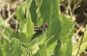 Selon les entomologistes experts contactés par la rédaction du Réveil Lozère, les insectes qui dévorent les champs de luzerne dans les vallées du Lot et de la Colagne depuis le début du mois de juin, seraient des criquets italiens (Calliptamus Italicus).