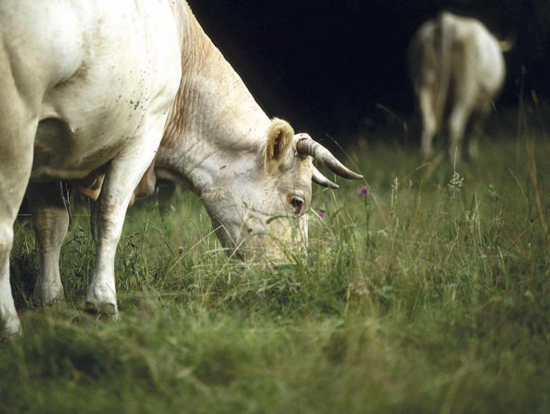 Les éleveurs de ruminants devraient ouvrir la voie, avec leur méthode « Carbon Agri », qui a été validée en juin par le gouvernement.
