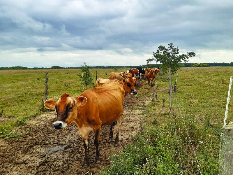 Un exemple d’agroforesterie au Gaec des 3 sillons à Louze.