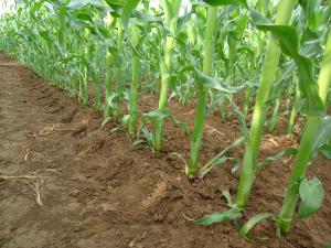 Dans la gamme 80  120 000 plantes/ha à la récolte, pour les variétés précoces, le rendement du maïs augmente en moyenne de 0,36 t MS/ha pour 10 000 plantes/ha supplémentaires (source essais Arvalis).