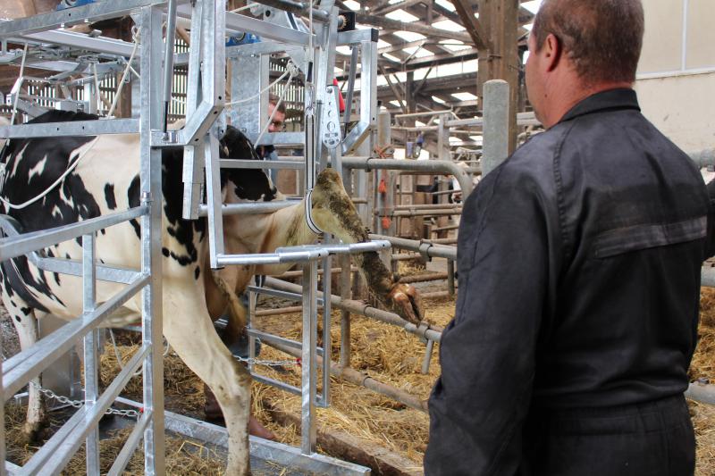 Coincée dans sa cage de contention, la vache peut subir un parage des pieds car ses pieds sont solidement attachés.