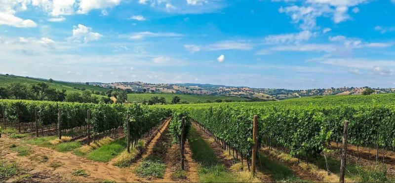 Le secteur vitivinicole fait partie de ceux qui ont été le plus gravement touchés en raison de sa dépendance à celui de la restauration.