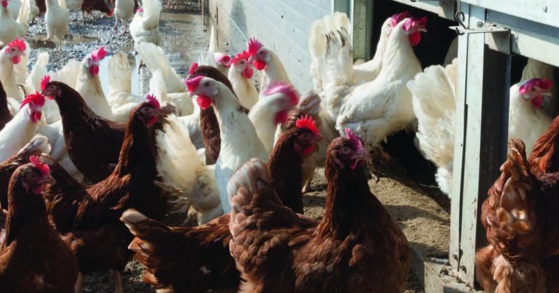La France réclame des clauses miroir qui empêcheraient l'importation de poulets dopés aux antibiotiques, de boeufs engraissés en feedlots ou de maïs traité à l'atrazine.