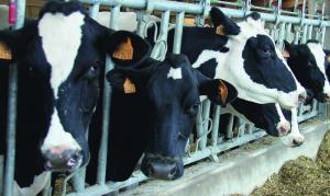 Dans l’Allier, 16% des exploitations ont plus de 400.000 € d’endettement.