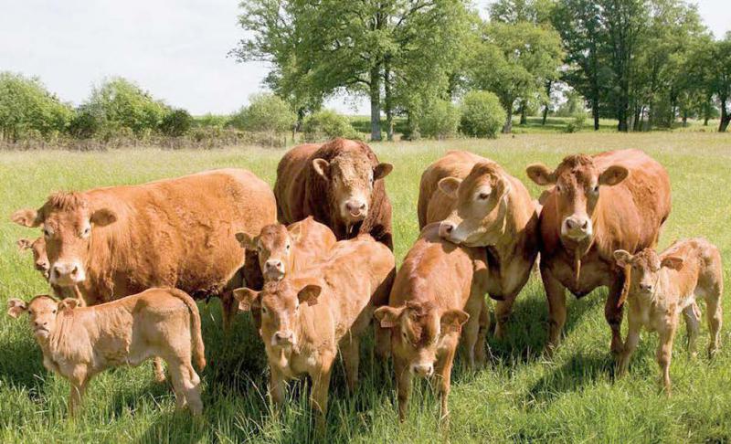 La section Nord Picardie est en hausse de 9 % du nombre d’adhérent au Herd-Book Limousin.