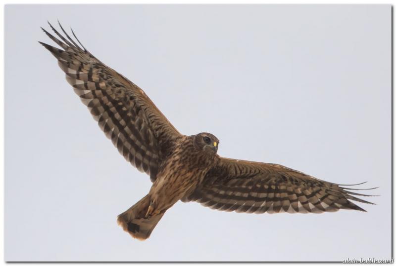 «En plus du fait que ce soit un oiseau magnifique qui vole au-dessus des parcelles agricoles comme un voilier. C’est impressionnant !»