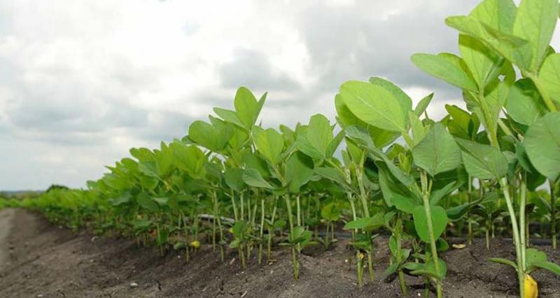 Grâce, entre autres, à 8 Mha semés en soja et lentilles, le Canada espère réduire de 30 % ses fertilisants chimiques d’ici 2030.