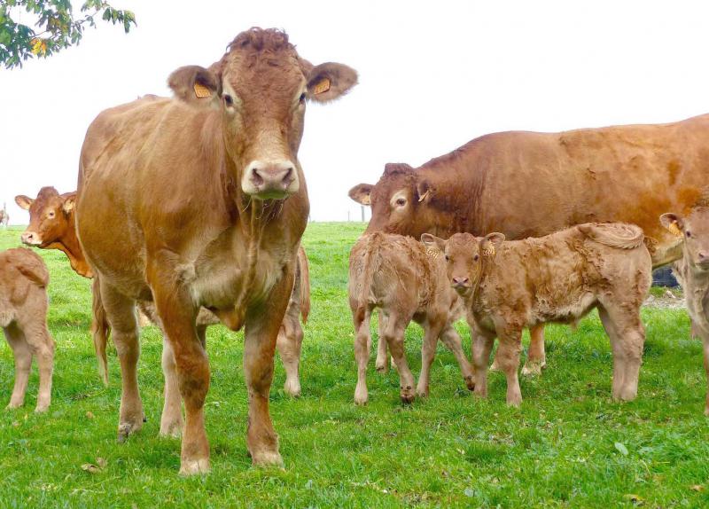 La diversité de l’agriculture française, majoritairement familiale et de taille très modeste, lui a valu, pour la troisième année consécutive, d’être reconnue comme modèle le plus durable au monde par The Economist.