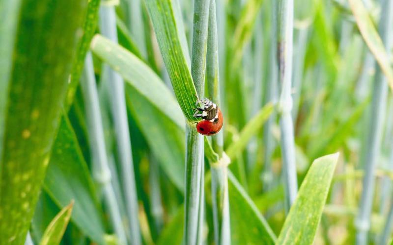 Pour enrayer le déclin des insectes, «la première grande mesure est la réduction de l’usage des insecticides de synthèse en agriculture et l’amélioration de la spécificité de leurs cibles».