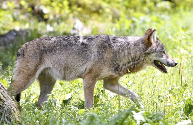 Un loup attaque un troupeau ovin dans l'Oise. Sur l'image, un loup européen dans le parc animalier de Sainte-Croix.