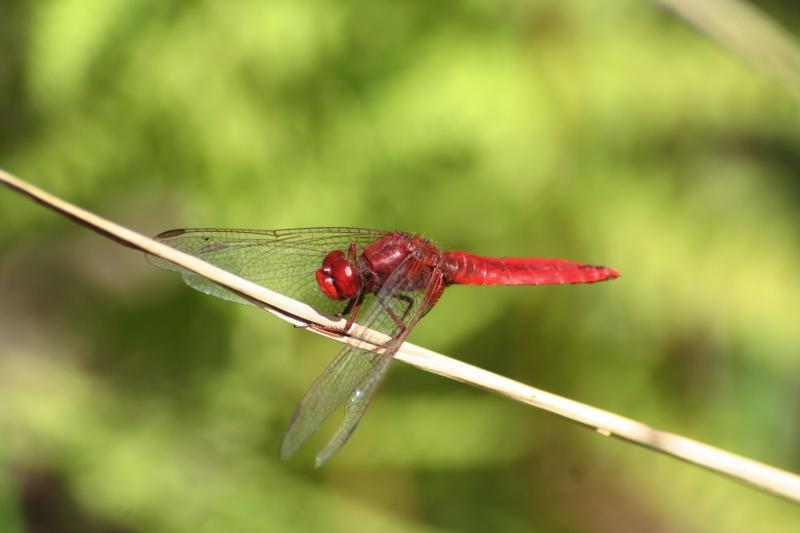 Libellule écarlate. (© Damien Top)