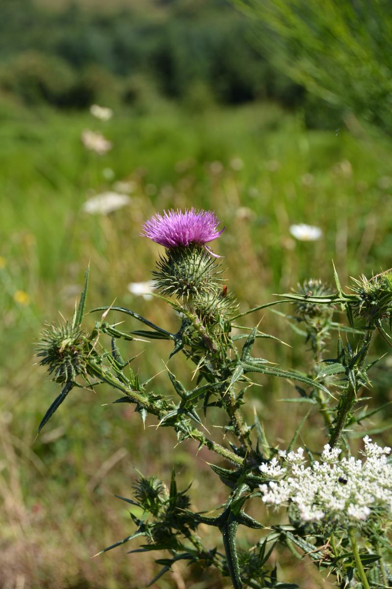 Une combinaison efficace des leviers peut réduire les densités de moitié en peu de temps.