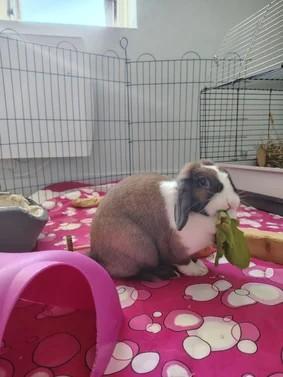 Outre les chiens et les chats, Claire Juquel accueille aussi les lapins ou encore les cochons d'Inde.