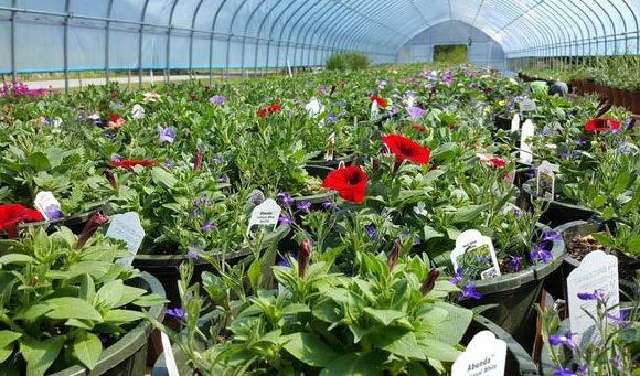 90 % des fleurs achetées en France restent actuellement produites à l’étranger.