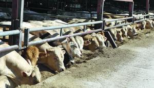 Le programme Beef Carbon vise non seulement à réduire l’empreinte carbone, mais aussi à évaluer l’impact sur la qualité de l’eau, de l’air et le maintien de la biodiversité.