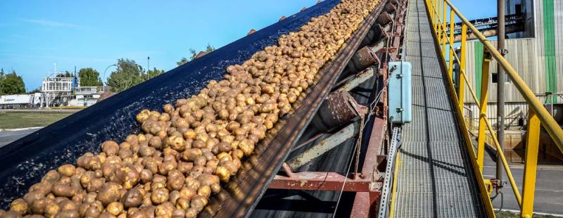 La féculerie d’Haussimont engagera à partir du 20 septembre prochain sa dernière campagne de transformation de pommes de terre.