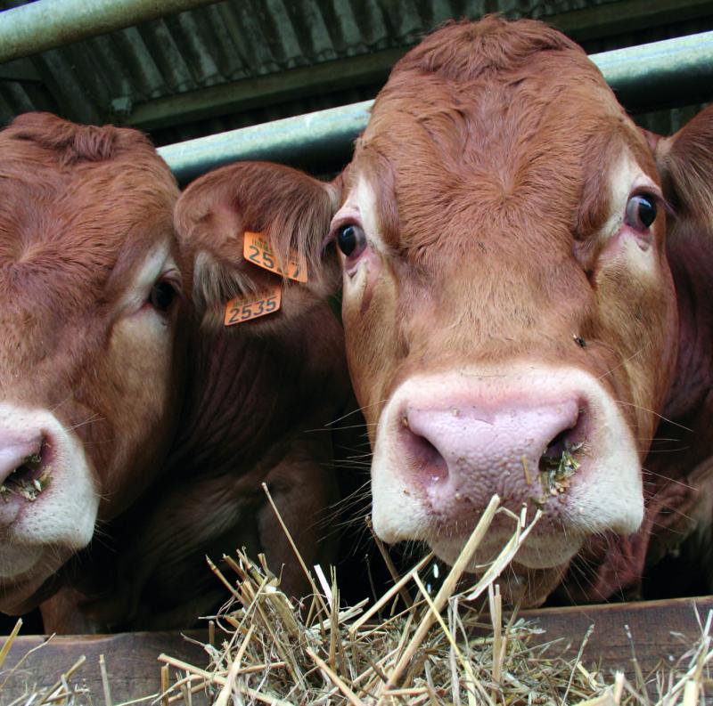 Au 1er décembre 2017, on comptait 3,95 millions de vaches allaitantes. Le marché des mâles s’est allégé. La production
française de gros bovins finis a diminué de 1,8 % entre 2016 et 2017.