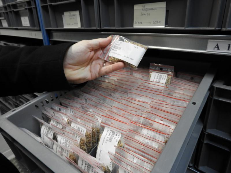Blé, orge, avoine, seigle et triticale, toutes leurs variétés y compris les plus anciennes sont conservées à Clermont-Ferrand.
